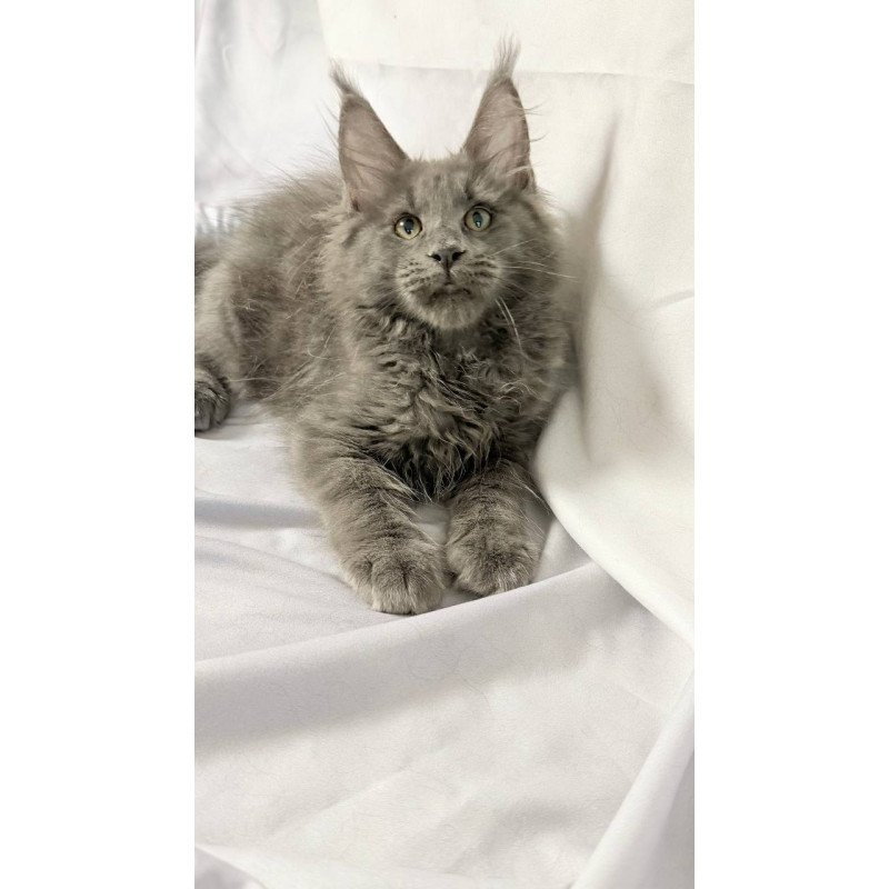 Maine Coon NOV Jazz