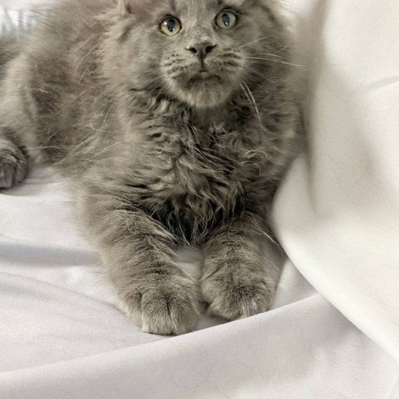 Maine Coon NOV Jazz