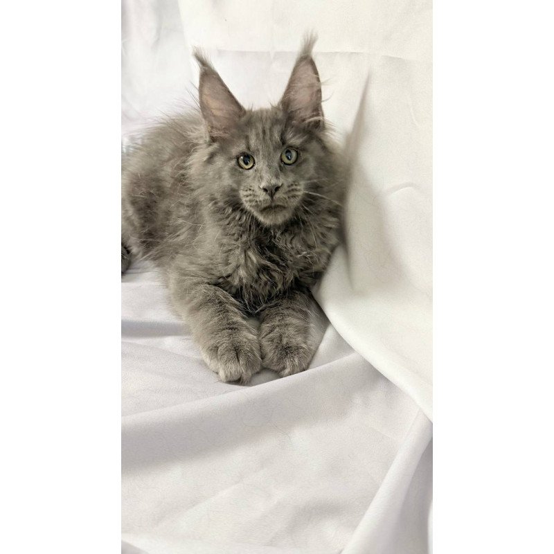 Maine Coon NOV Jazz
