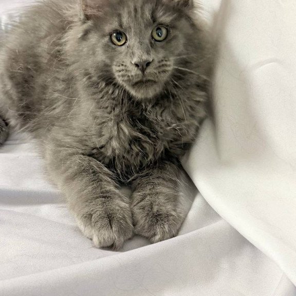 Maine Coon NOV Jazz