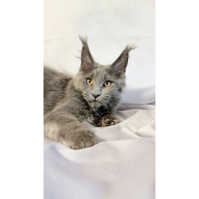 Maine Coon NOV Gracie