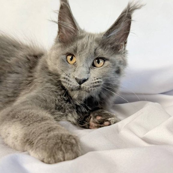Maine Coon NOV Gracie