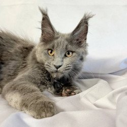 Maine Coon NOV Gracie