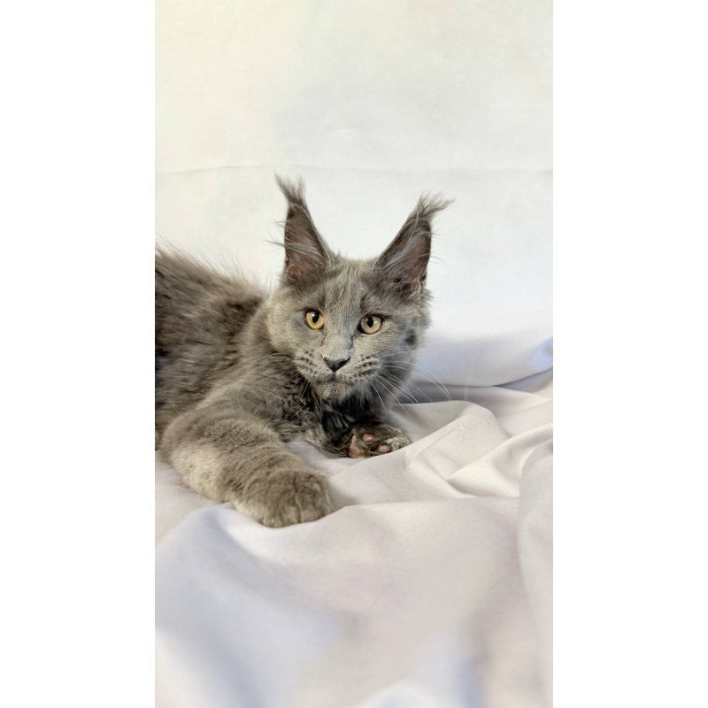 Maine Coon NOV Gracie