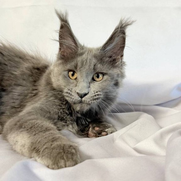 Maine Coon NOV Gracie