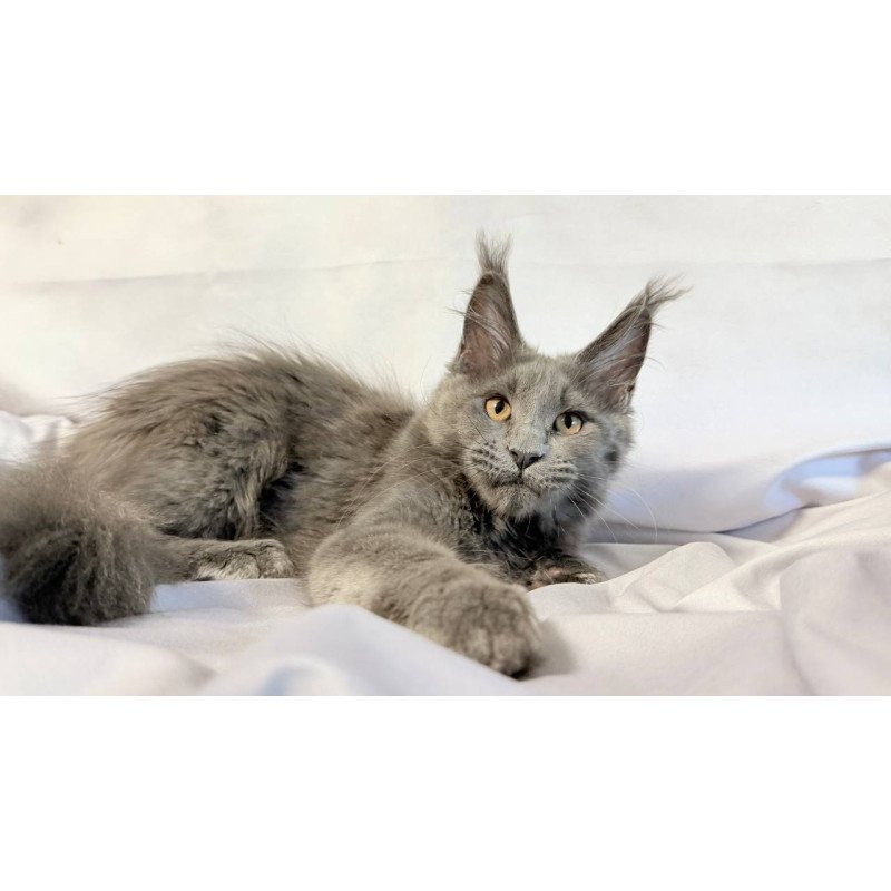 Maine Coon NOV Gracie