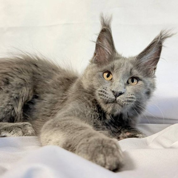 Maine Coon NOV Gracie