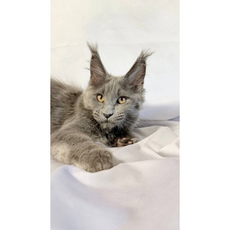 Maine Coon NOV Gracie