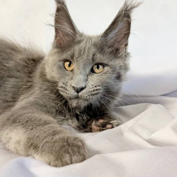 Maine Coon NOV Gracie