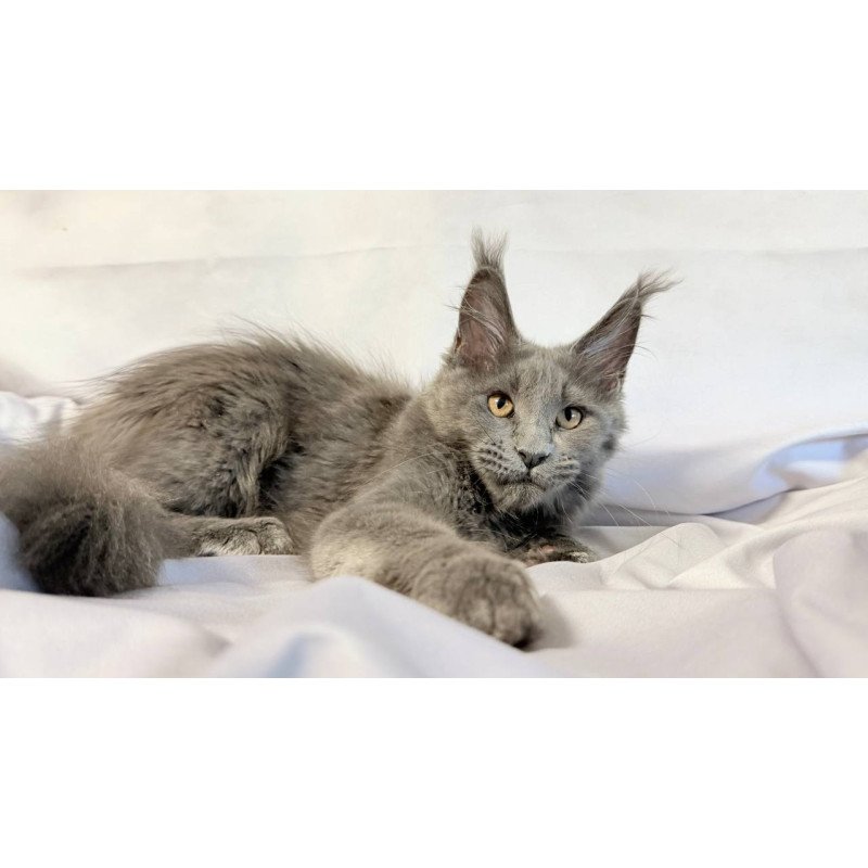 Maine Coon NOV Gracie