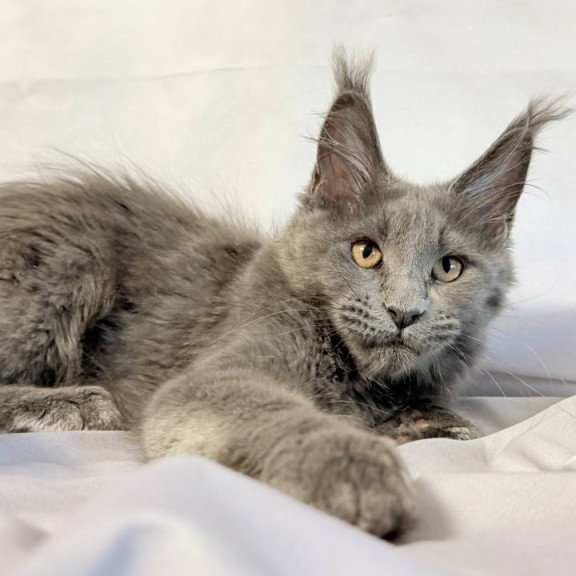 Maine Coon NOV Gracie