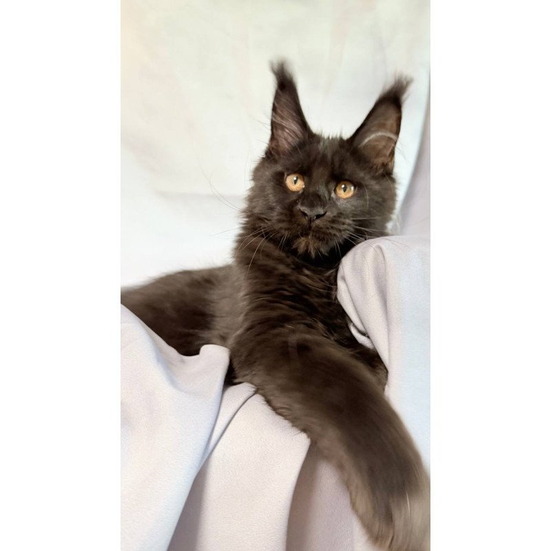 Maine Coon NOV Galaxy