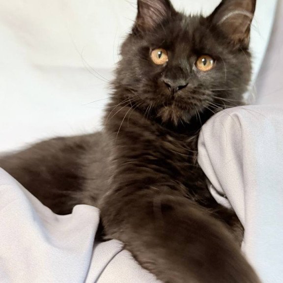Maine Coon NOV Galaxy