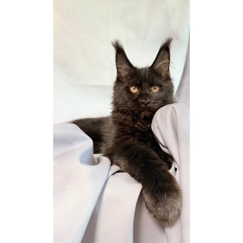 Maine Coon NOV Galaxy