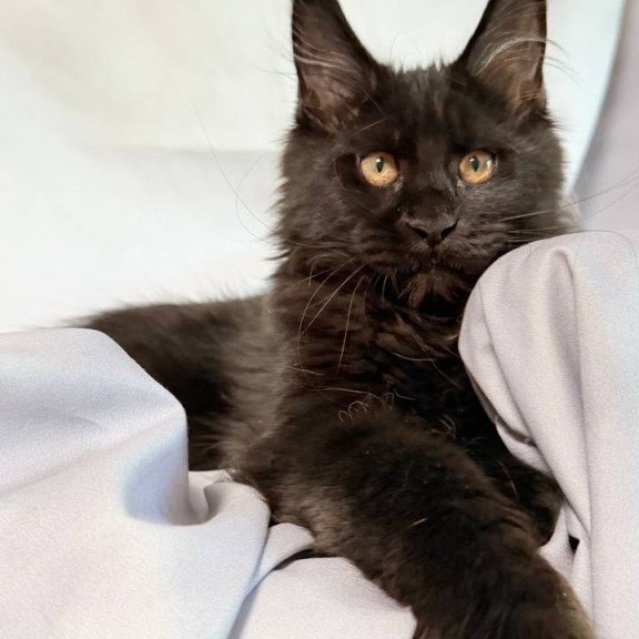 Maine Coon NOV Galaxy