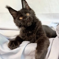Maine Coon NOV Galaxy
