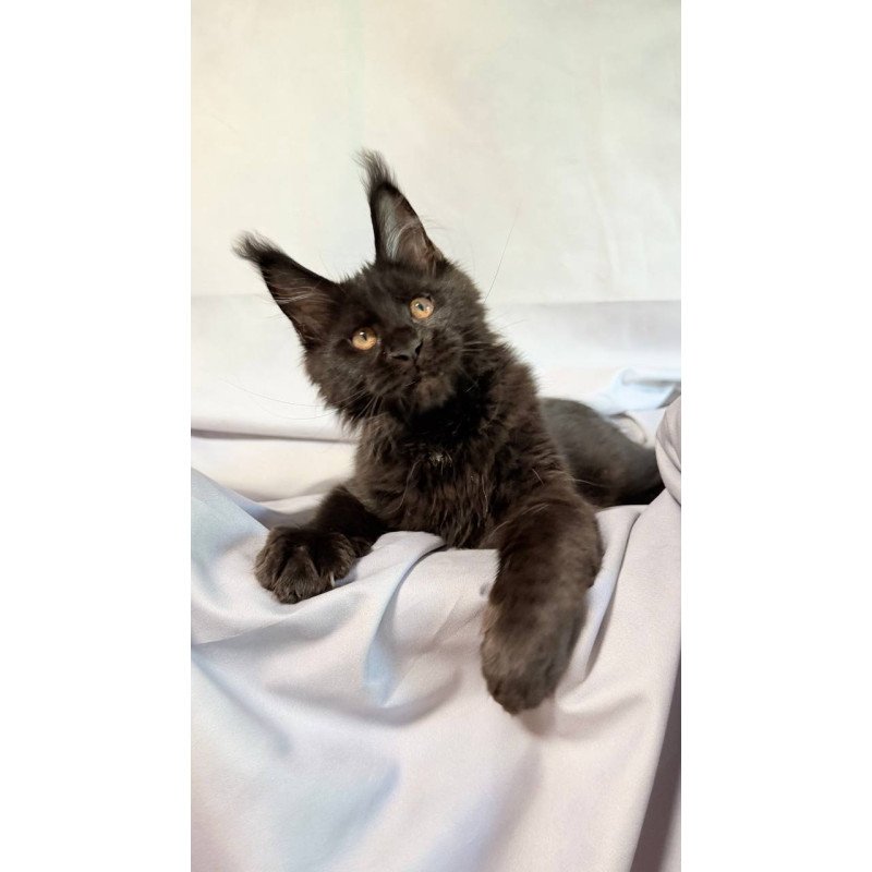 Maine Coon NOV Galaxy