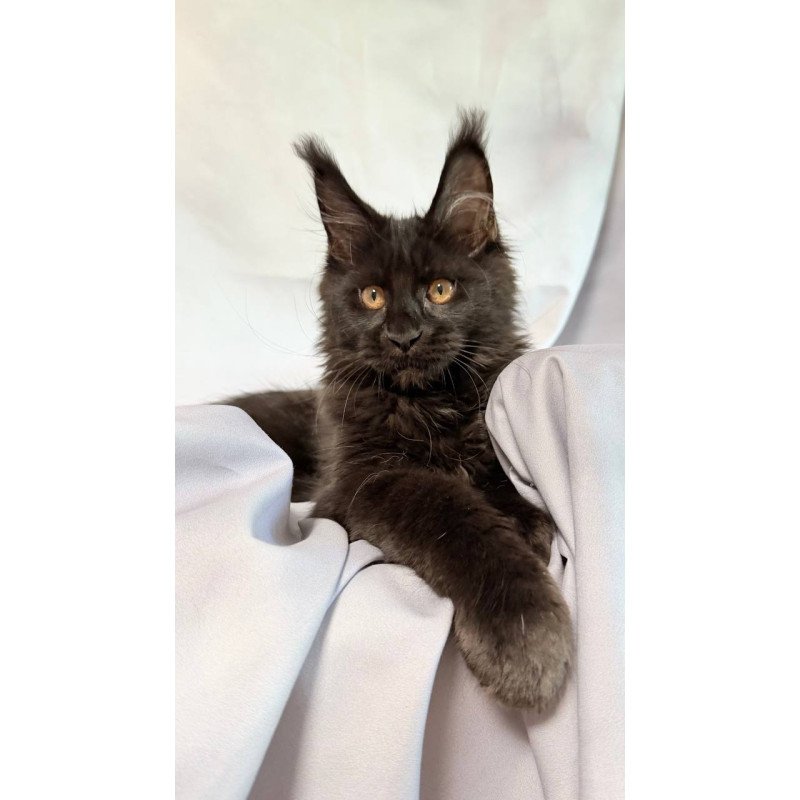 Maine Coon NOV Galaxy