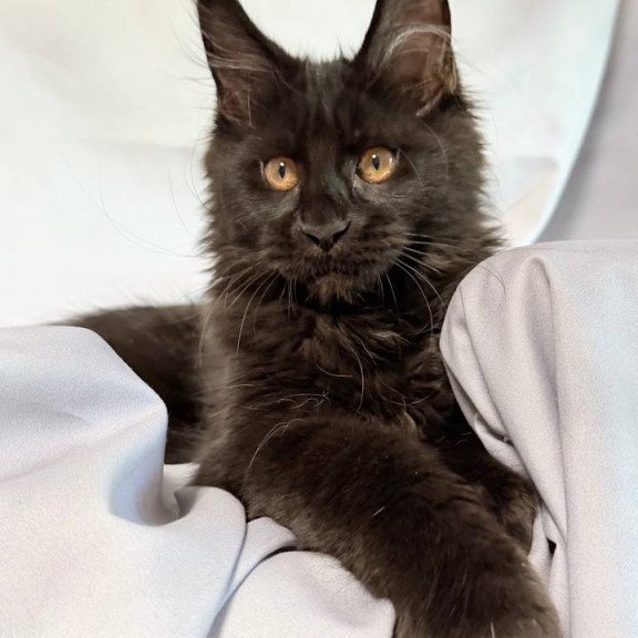 Maine Coon NOV Galaxy