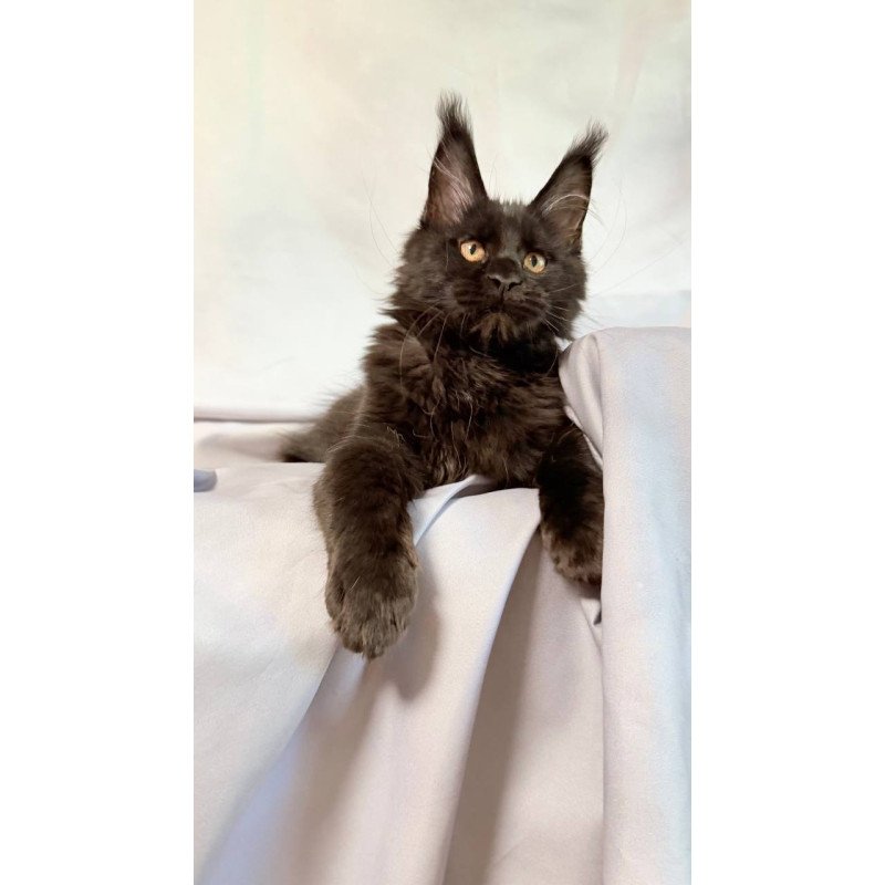 Maine Coon NOV Galaxy