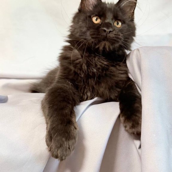 Maine Coon NOV Galaxy