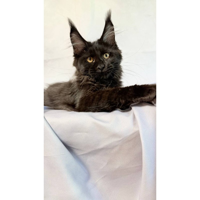 Maine Coon NOV Galatea