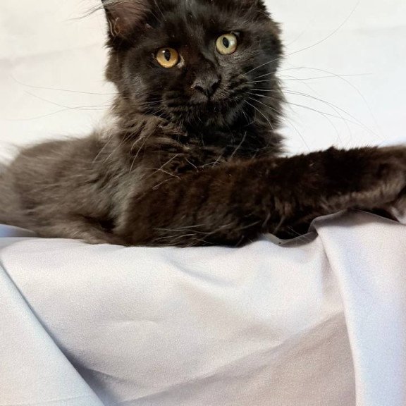 Maine Coon NOV Galatea