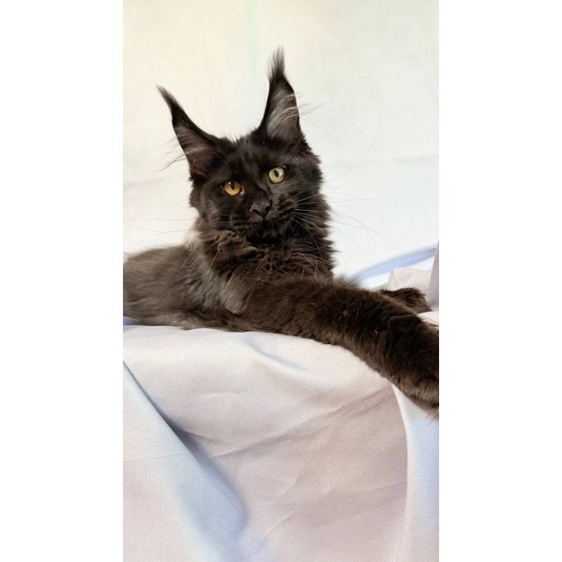 Maine Coon NOV Galatea