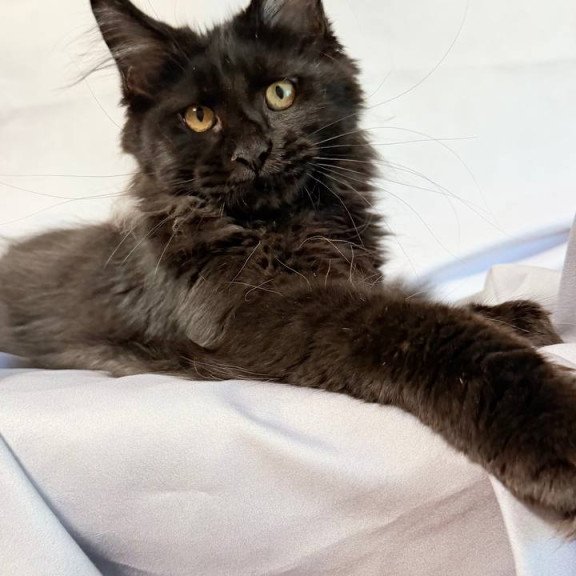 Maine Coon NOV Galatea