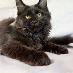 Maine Coon NOV Galatea