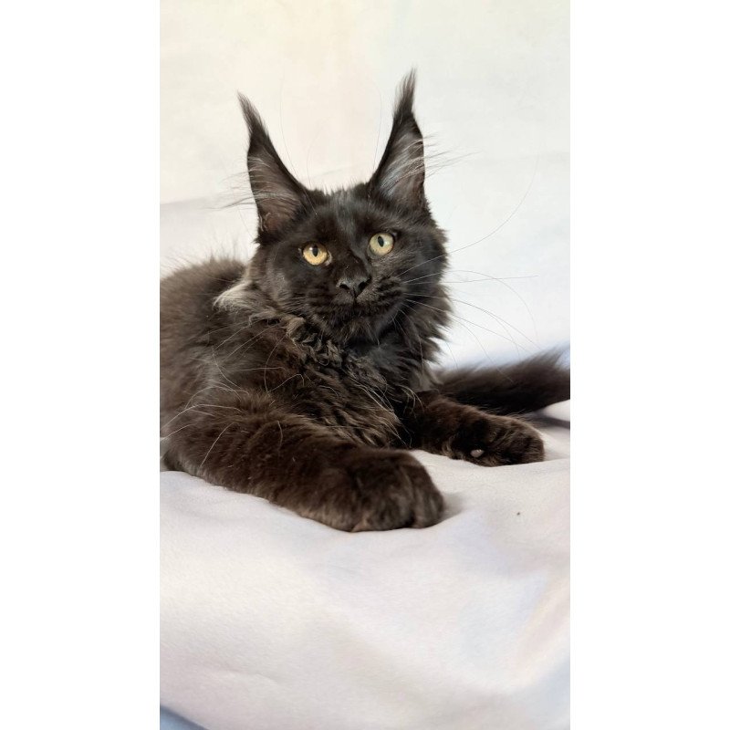 Maine Coon NOV Galatea