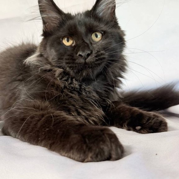 Maine Coon NOV Galatea