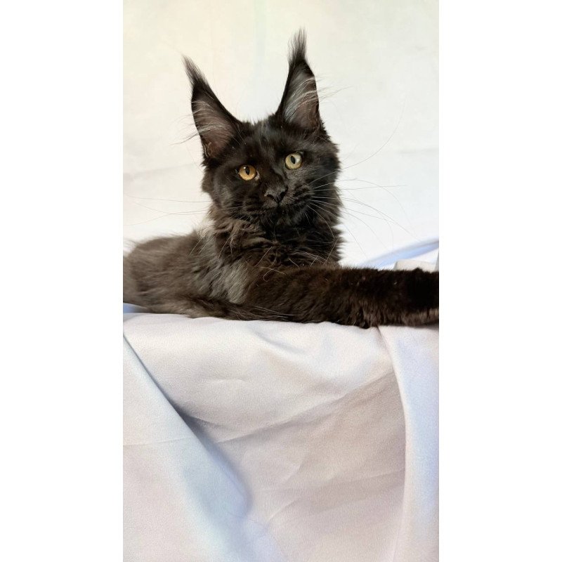 Maine Coon NOV Galatea