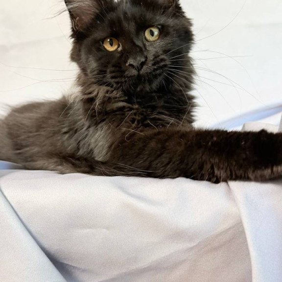 Maine Coon NOV Galatea