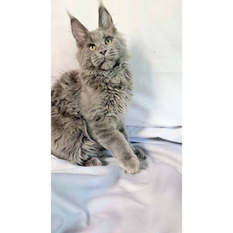 Maine Coon NOV Fletcher