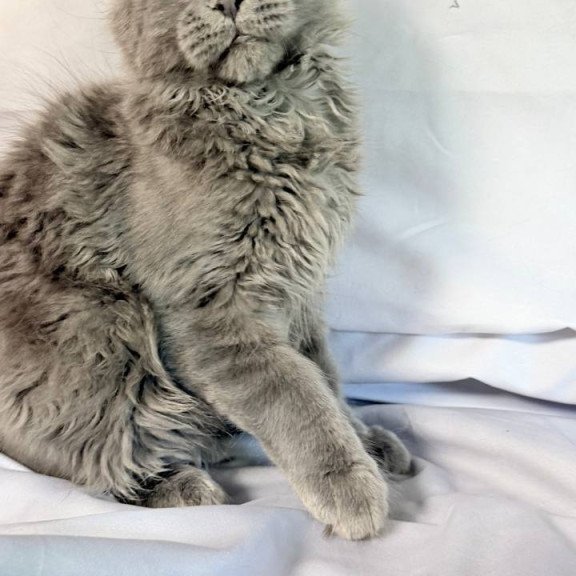 Maine Coon NOV Fletcher