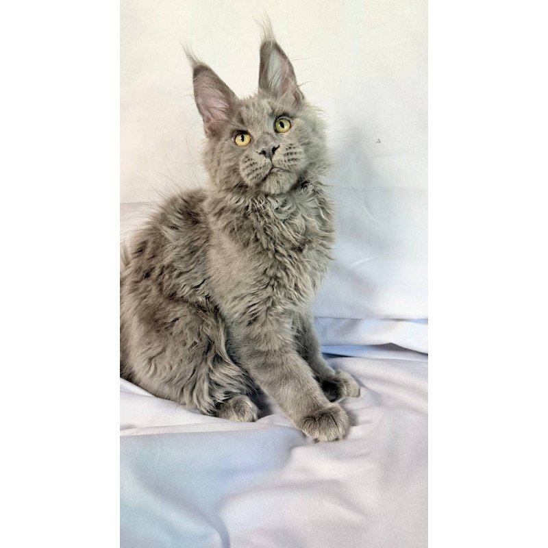 Maine Coon NOV Fletcher