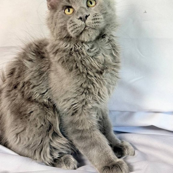 Maine Coon NOV Fletcher