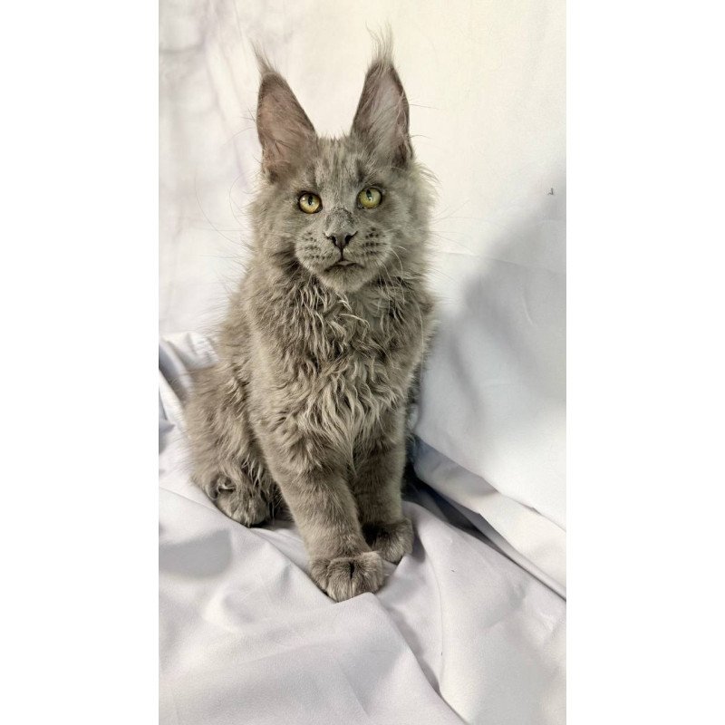 Maine Coon NOV Fletcher