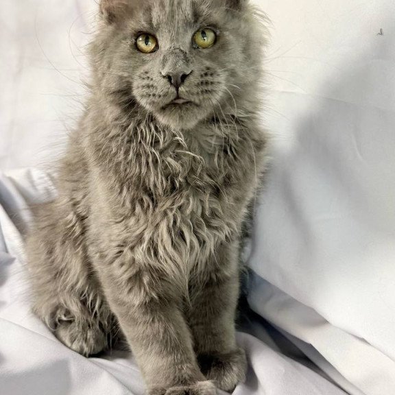 Maine Coon NOV Fletcher