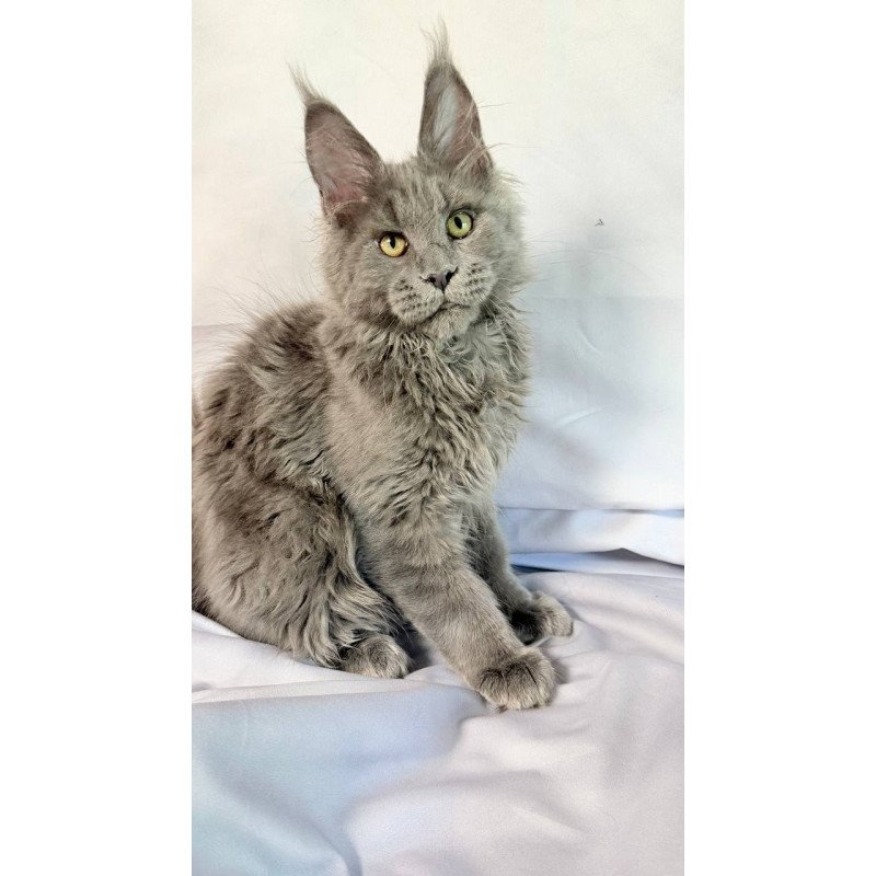 Maine Coon NOV Fletcher