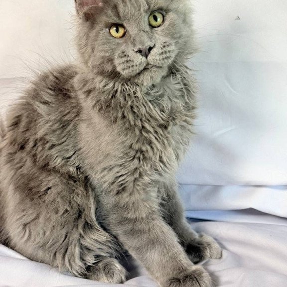 Maine Coon NOV Fletcher