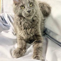 Maine Coon NOV Fletcher
