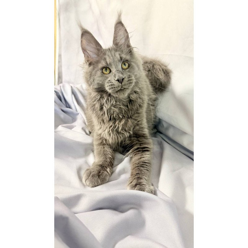 Maine Coon NOV Fletcher