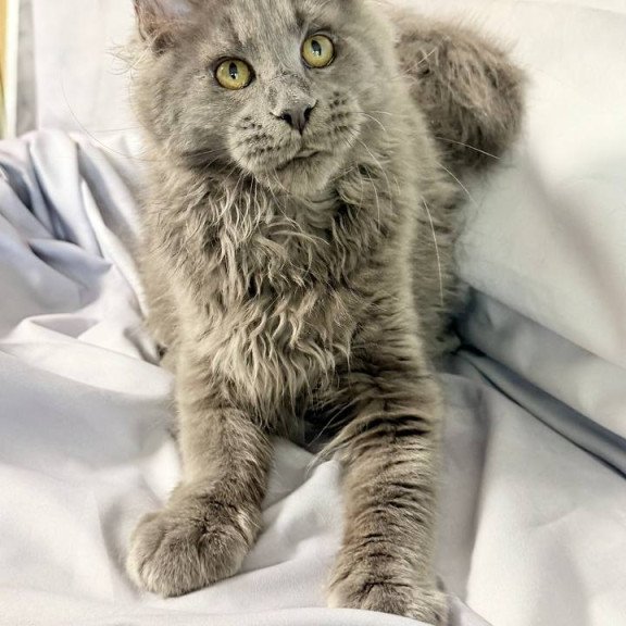 Maine Coon NOV Fletcher