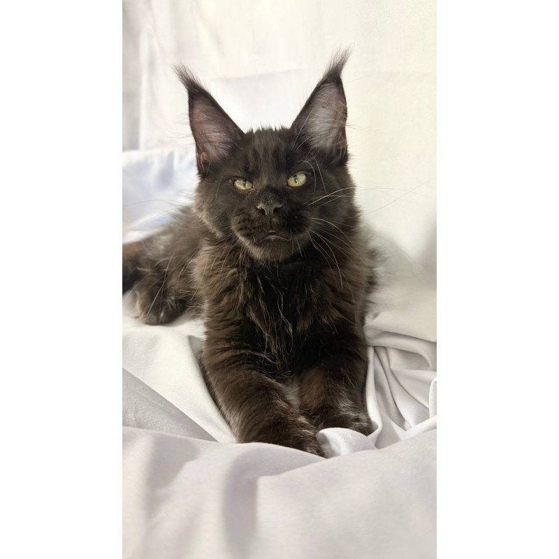 Maine Coon NOV Fargo