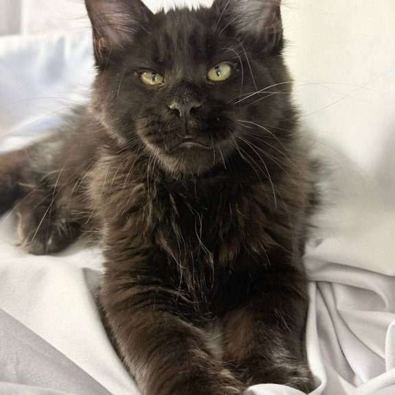 Maine Coon NOV Fargo