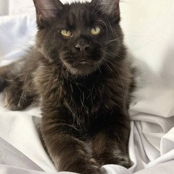 Maine Coon NOV Fargo
