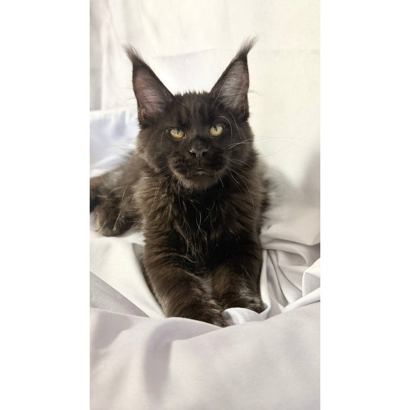 Maine Coon NOV Fargo