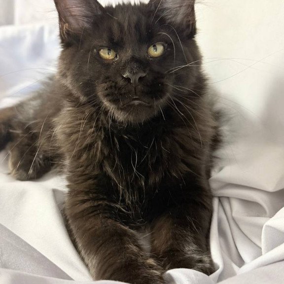 Maine Coon NOV Fargo